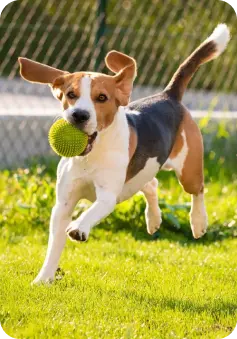 Dog Image 3